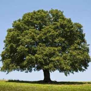 oak-tree-full-425x425